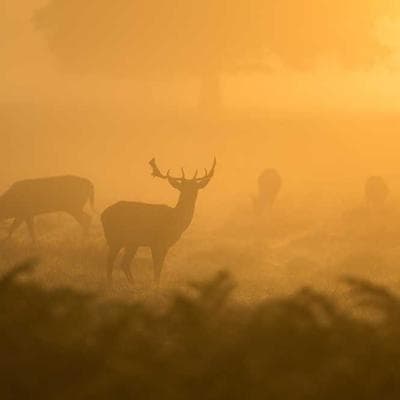 Máy khoan pin Makita DF333DSAE 12V